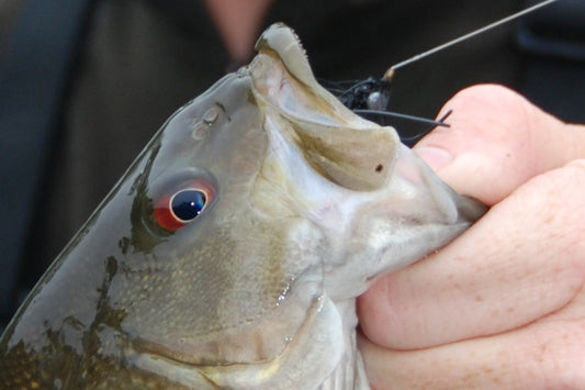 Smallmouth Bass Streams Fly Fishing Report - May 7, 2025
