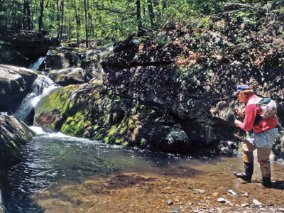 Mountain Trout Streams Fly Fishing Report - Update June 22, 2018