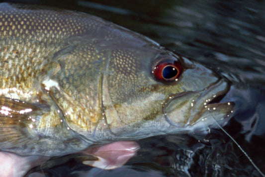 Smallmouth Bass Streams Fly Fishing Report - May 1, 2024