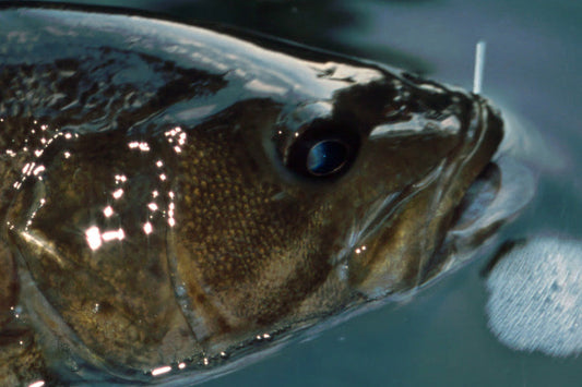 Smallmouth Bass Streams Fly Fishing Report - September 10, 2025