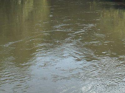 Smallmouth Bass Streams Fly Fishing Report - November 13, 2020