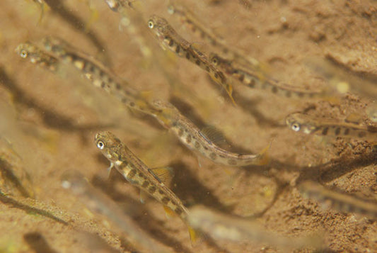 Young Brook Trout - Shenandoah National Park - Virginia - Murray's Fly Shop