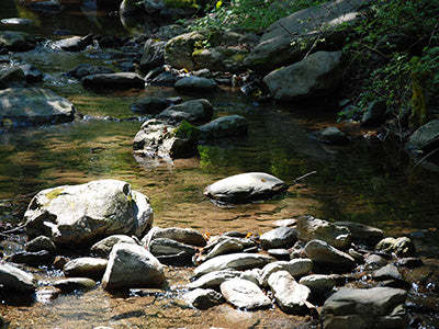 Mountain Trout Streams Fly Fishing Report - August 13, 2020