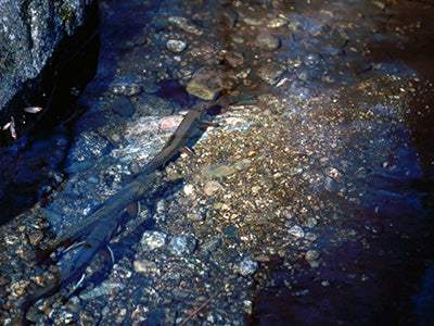 Mountain Trout Streams Fly Fishing Report - October 1, 2020