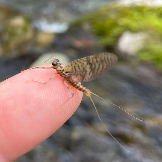 Mountain Trout Streams Fly Fishing Report - Update April 12, 2024