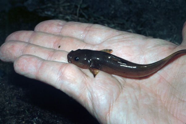 Natural Minnow (Madtom) Smallmouth Bass Streams Fly Fishing