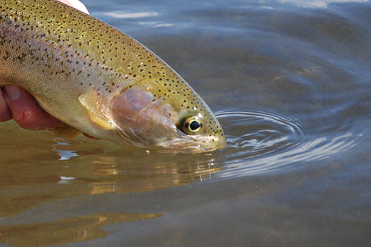 Stocked Trout Streams Fly Fishing Report - April 5, 2024