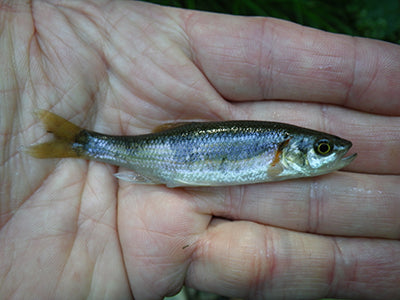 Stocked Trout Streams Fly Fishing Report - October 1, 2020
