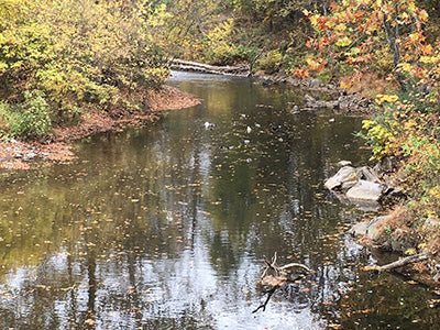 Stocked Trout Streams Fly Fishing Report - October 29, 2020