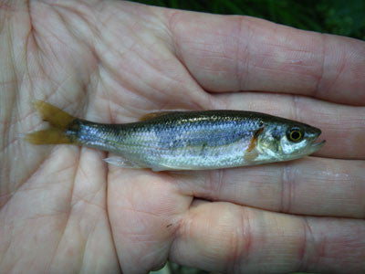 Murray's Fly Shop