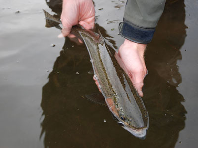 Stocked Trout Streams Fly Fishing Report-Update May 17, 2018