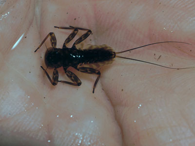 Mountain Trout Streams Fly Fishing Report - March 13, 2019