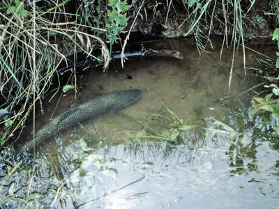 Mountain Trout Streams Fly Fishing Report - August 16, 2019