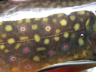 Mountain Trout Streams Fly Fishing Report - November 20, 2019