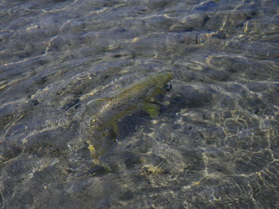 Mountain Trout Streams Fly Fishing Report - August 1, 2019