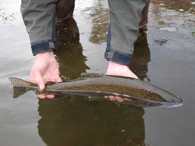 Stocked Trout Streams Fly Fishing Report - January 10, 2019