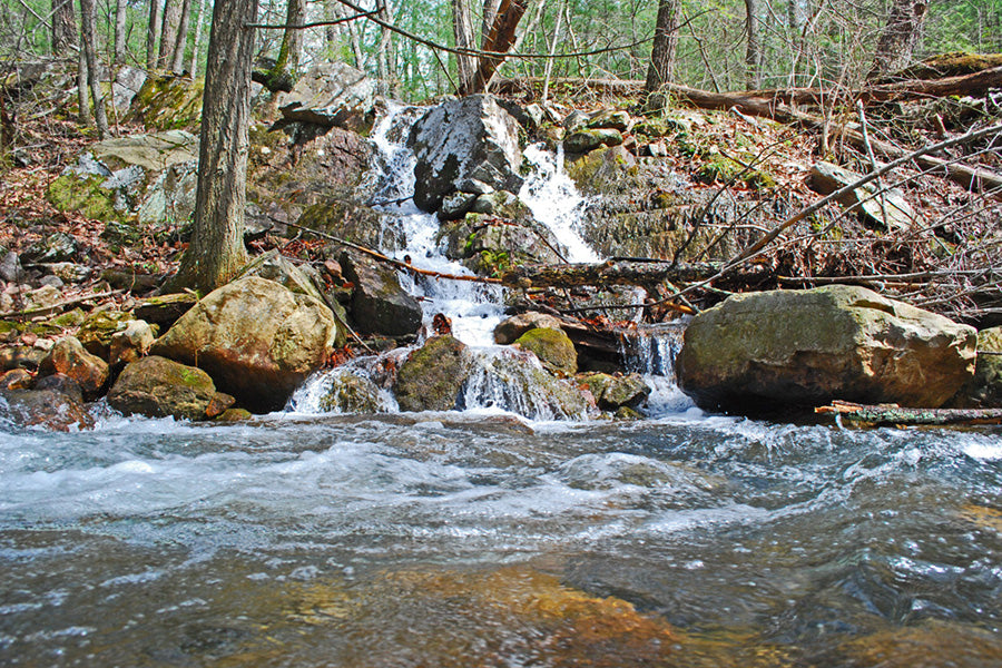 Mountain Trout Streams Fly Fishing Report - March 20, 2024