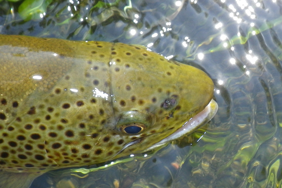 Trout Streams Fly Fishing Report - June 18, 2025
