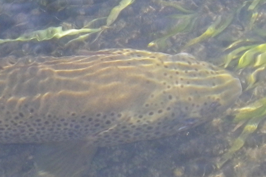 Trout Streams Fly Fishing Report --October 22, 2025
