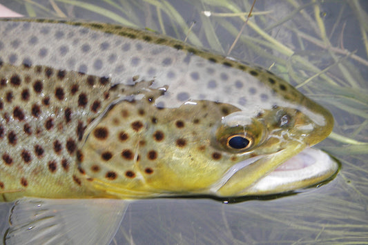 Trout Streams Fly Fishing Report - December 13, 2023