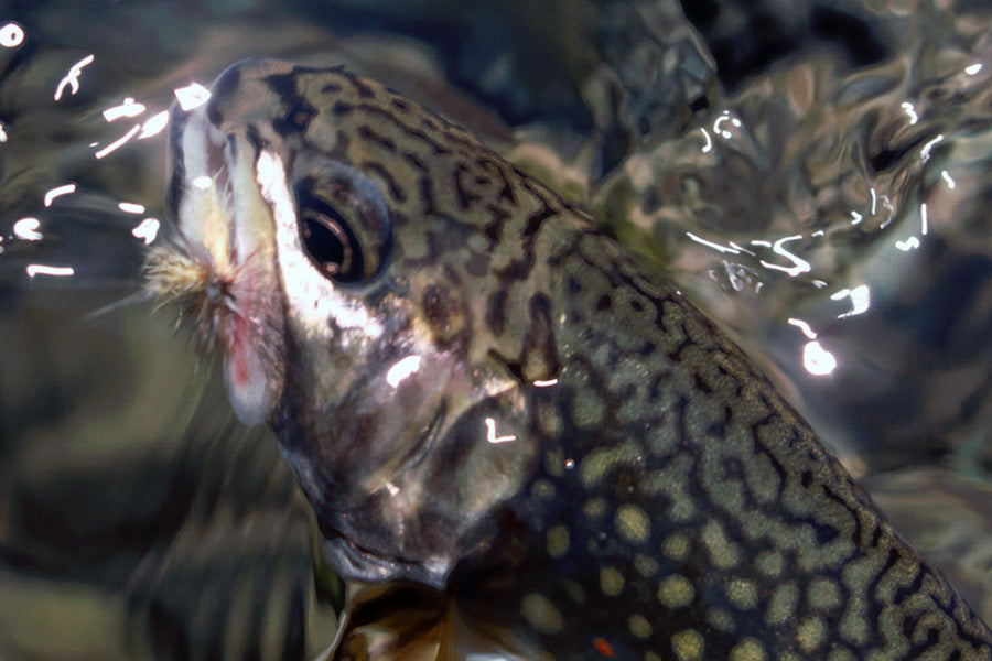 Trout Streams Fly Fishing Report - July 19, 2025