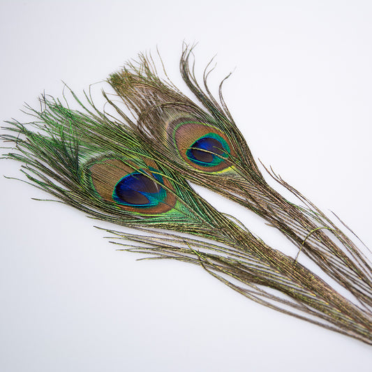 Peacock Eyed Tail for fly tying