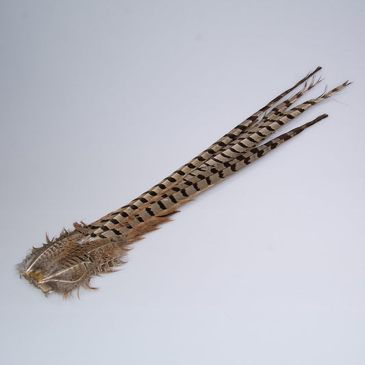 Ringneck Pheasant Tail Clump used for fly tying