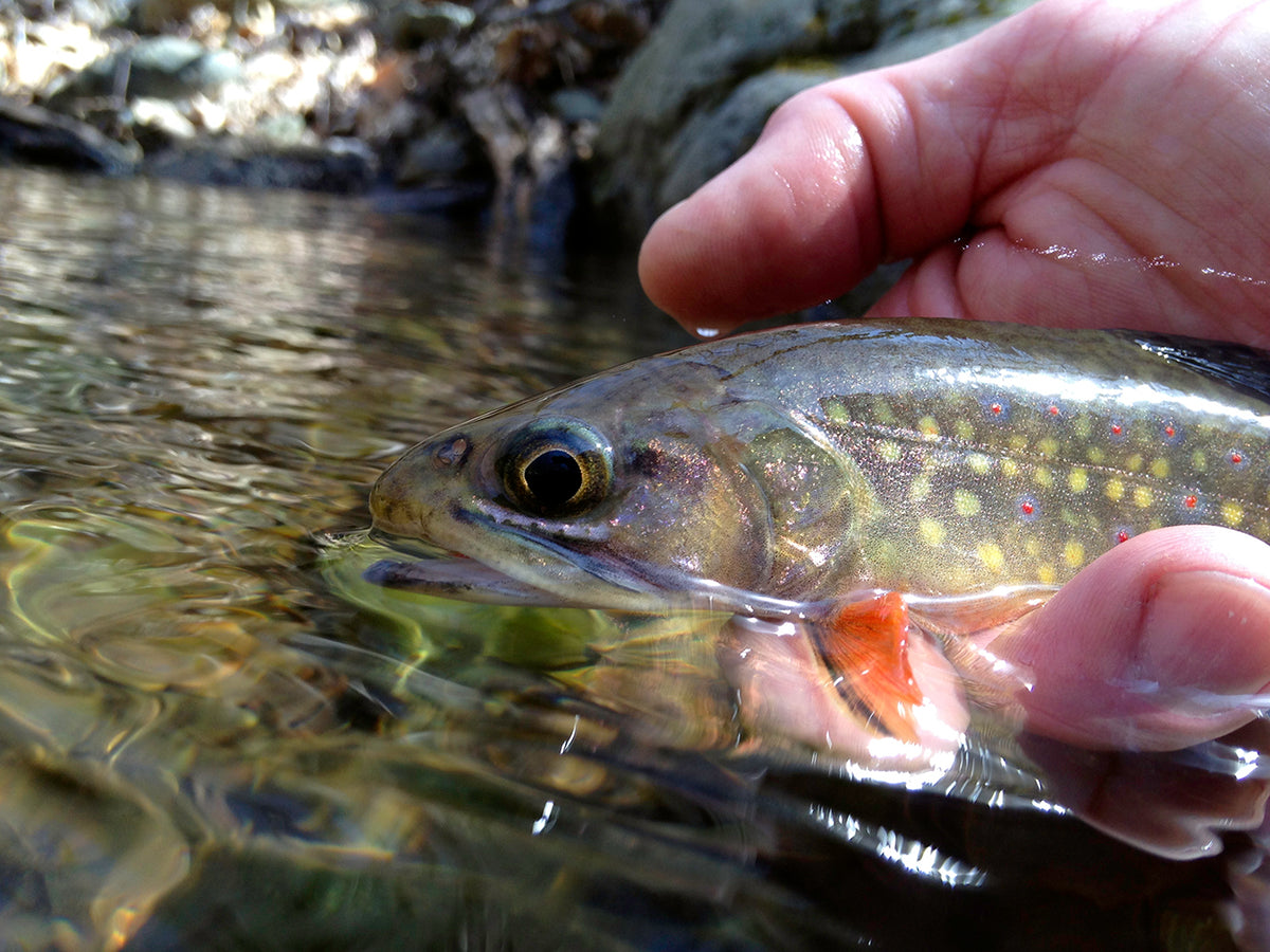 native brook trout caught on a fly rod in the Shenandoah National Park