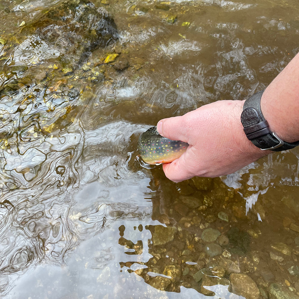 Catch and release fishing for native brook trout ensures a healthy fishery for years to come
