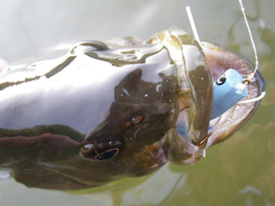 Bass Shenandoah Blue Popper