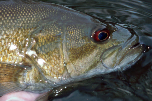 Smallmouth Bass Streams Fly Fishing Report - August 21, 2024