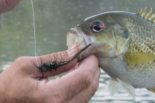 Smallmouth Bass Streams Fly Fishing Report - August 28, 2025