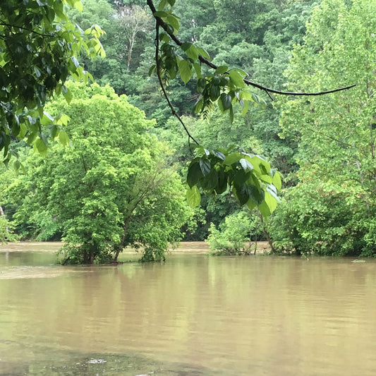 Smallmouth Bass Streams Fly Fishing Report - May 26, 2017