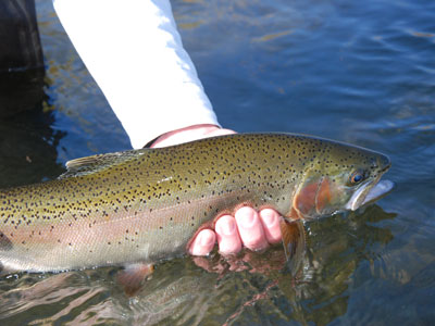 Stocked Trout Streams Fly Fishing Report - Update July 6, 2018