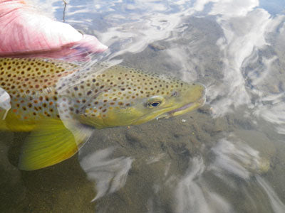 Stocked Trout Streams Fly Fishing Report - Update August 9, 2018