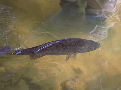 Smallmouth Bass Streams Fly Fishing Report - March 3, 2022