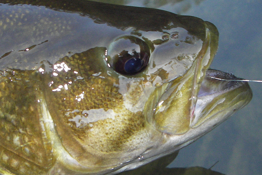 Smallmouth Bass Streams Fly Fishing Report - March 11, 2026