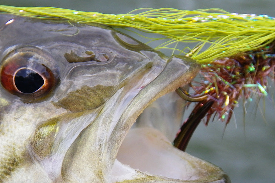 Smallmouth Bass Streams Fly Fishing Report - March 18, 2026