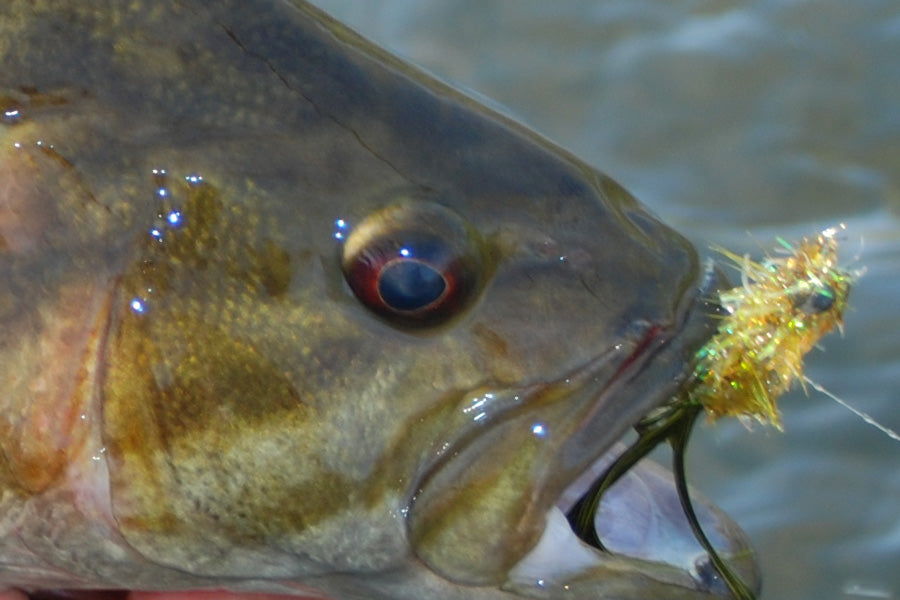 Smallmouth Bass Streams Fly Fishing Report - March 25, 2026