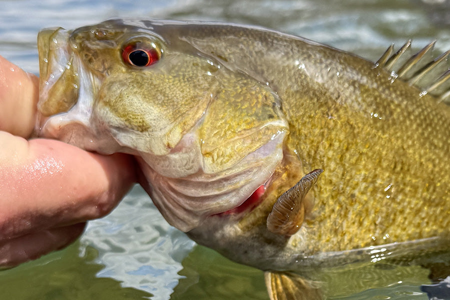 Smallmouth Bass Streams Fly Fishing Report - April 1, 2026