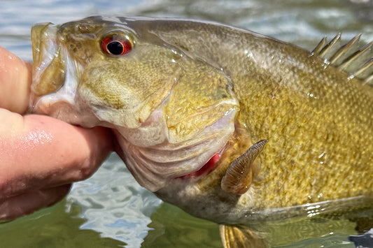 Smallmouth Bass Streams Fly Fishing Report - April 1, 2026