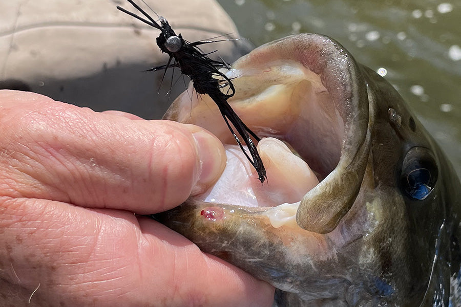 Smallmouth Bass Streams Fly Fishing Report - April 2, 2025