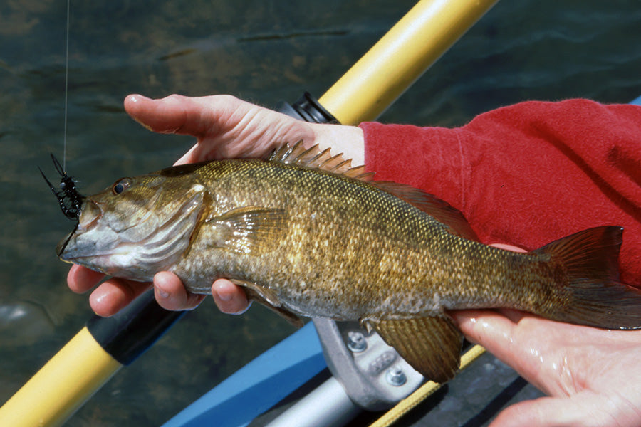 Smallmouth Bass Streams Fly Fishing Report - April 19, 2023