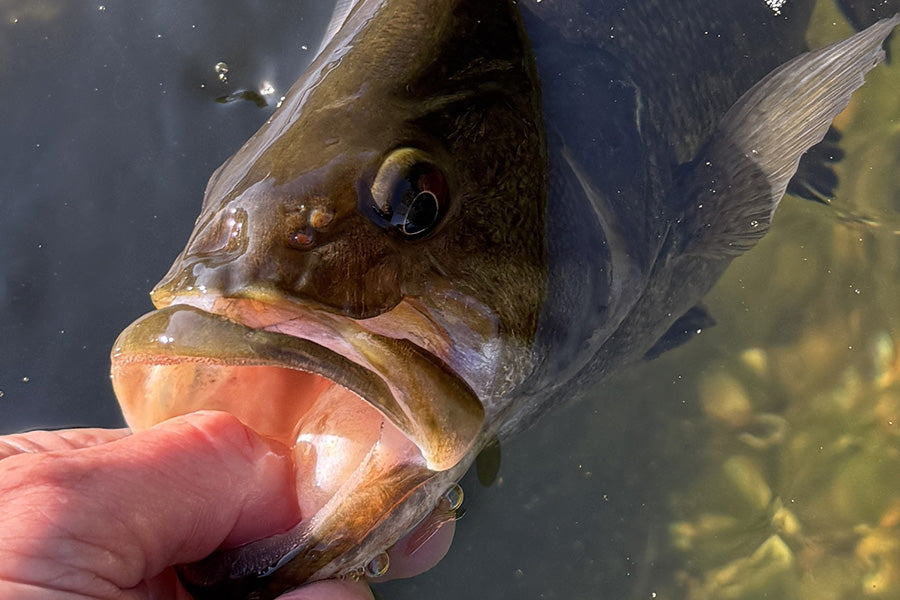 Smallmouth Bass Streams Fly Fishing Report - May 20, 2026
