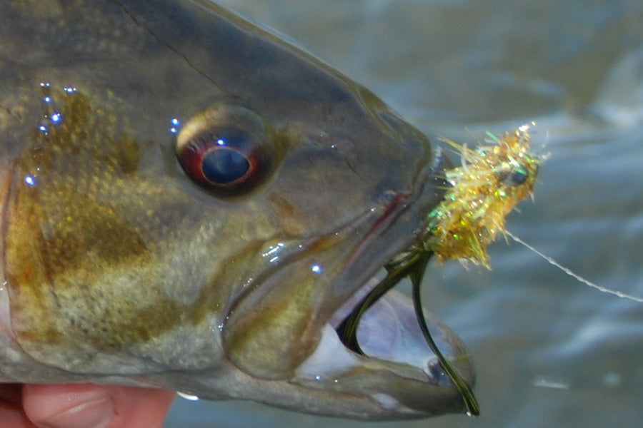 Smallmouth Bass Streams Fly Fishing Report - May 23, 2025