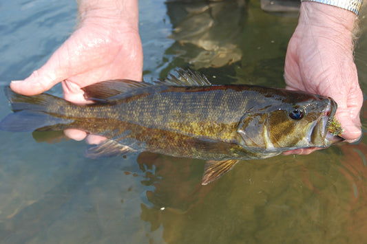 Smallmouth Bass Streams Fly Fishing Report - Updated May 31, 2022