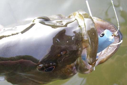 Smallmouth Bass Streams Fly Fishing Report - May 31, 2023