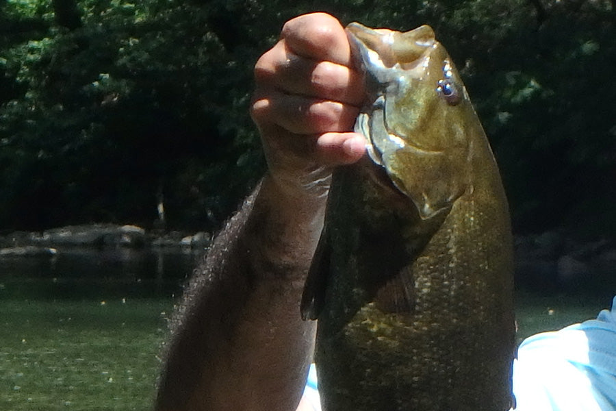 Smallmouth Bass Streams Fly Fishing Report - June 3, 2026