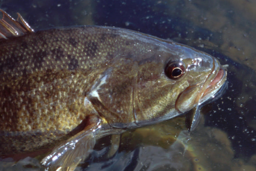 Smallmouth Bass Streams Fly Fishing Report - June 4, 2025