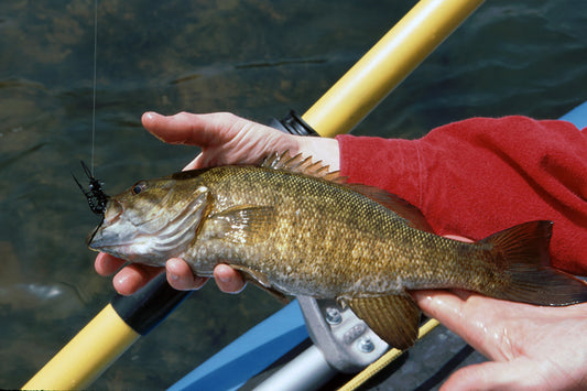 Smallmouth Bass Streams Fly Fishing Report - Update June 11, 2022